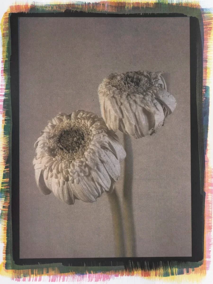 10- Margarita Roja, 2024. Goma bicromatada cuatricromía sobre Malde Ware