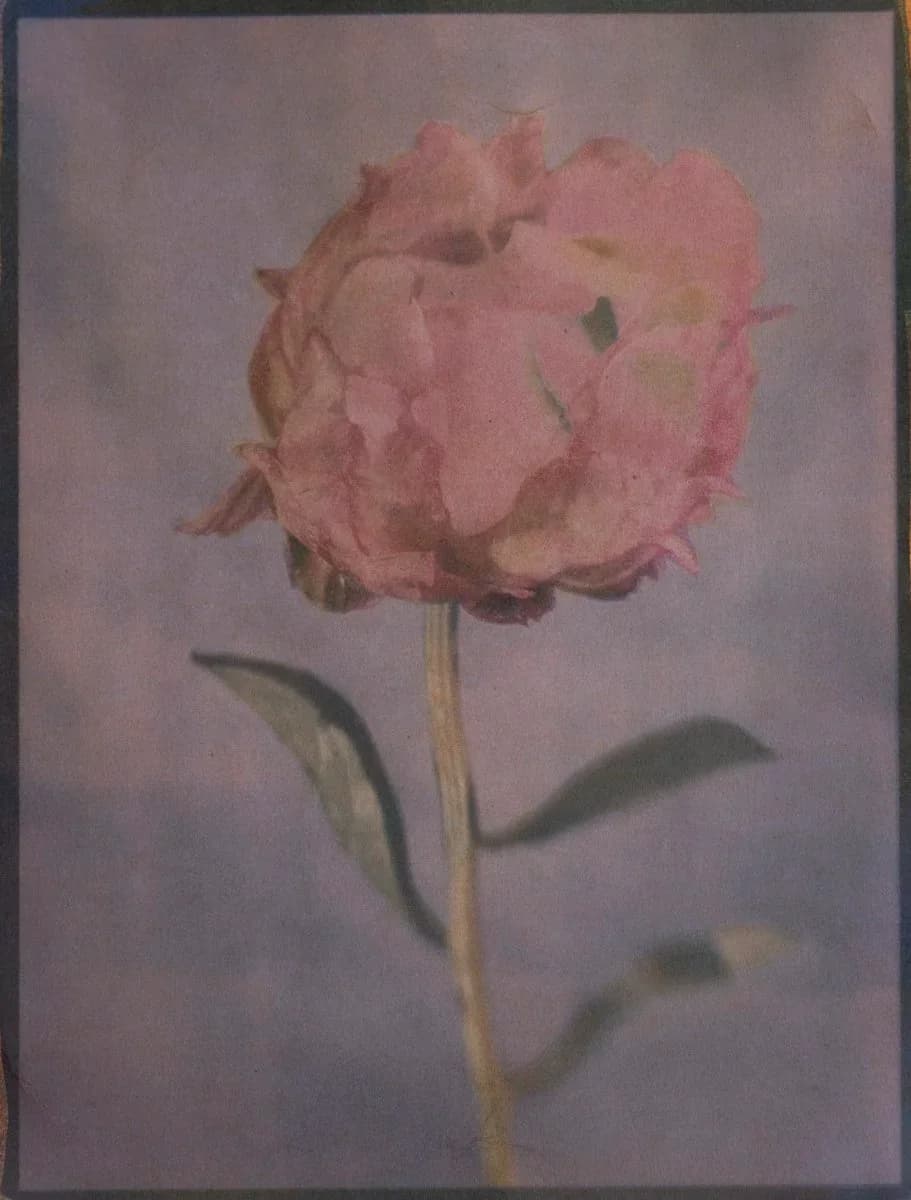 11- Peony - Tricolor Gum Bichromate over Cyanotype