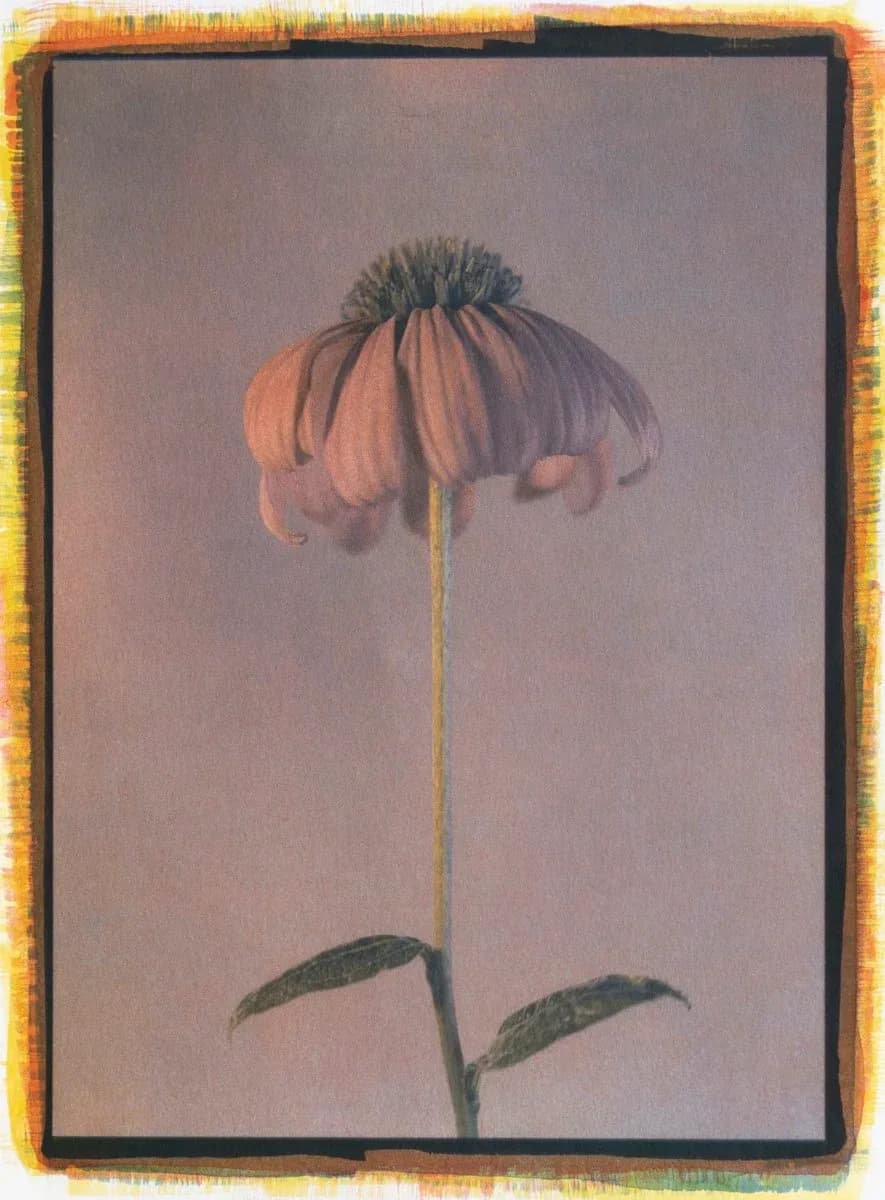 12- Echinacea Purpurea, Tricolor Gum over Cyanotype