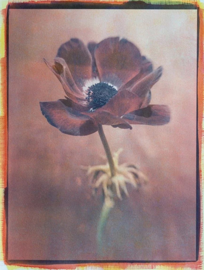 15- Anemone Burgundy - Tricolor Gum Bichromate over Cyanotype