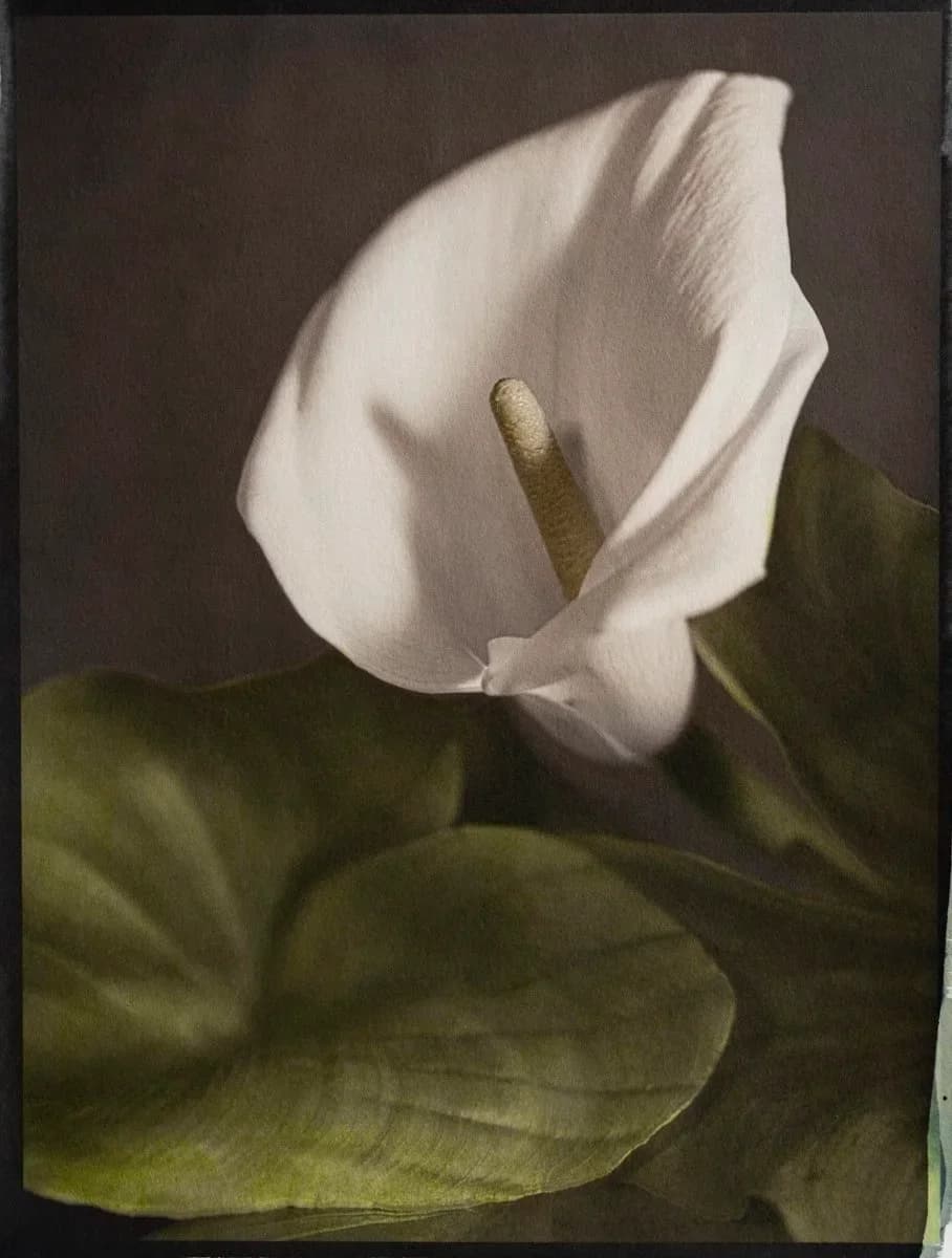 2- Calla, Gum Bichromate over Cyanotype over Ziatype