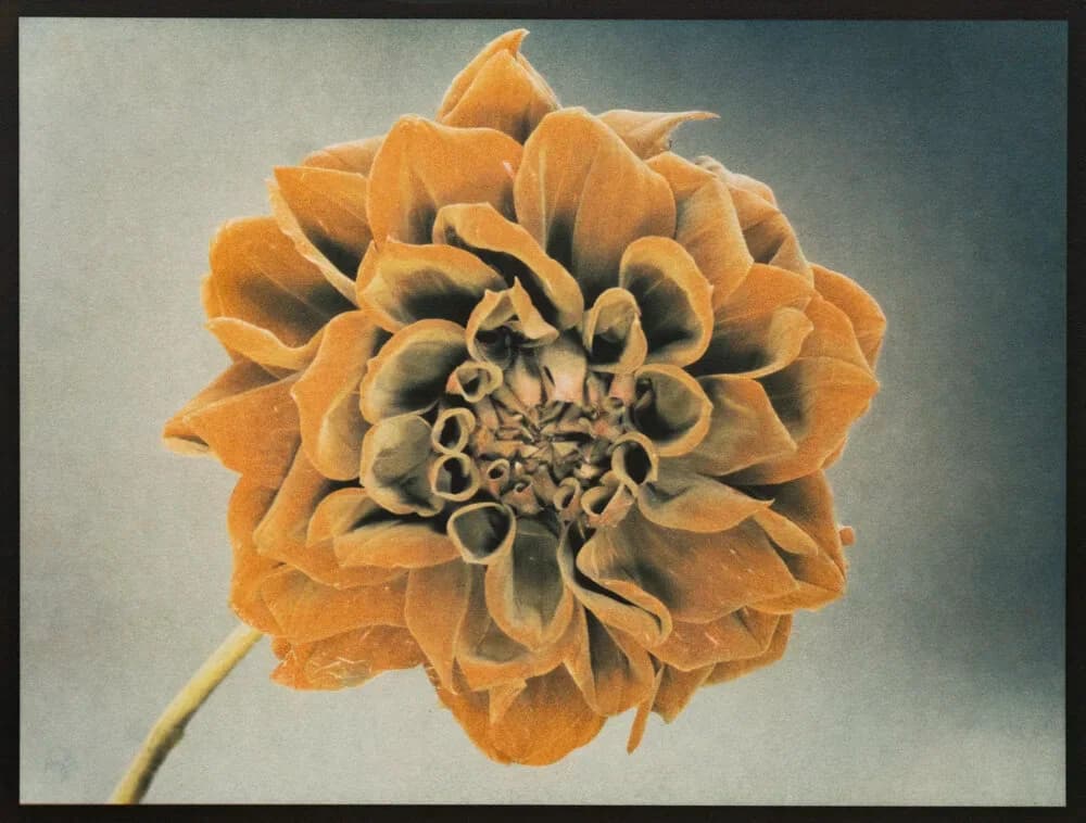 25- Dahlia. Tricolor Gum over Ziatype