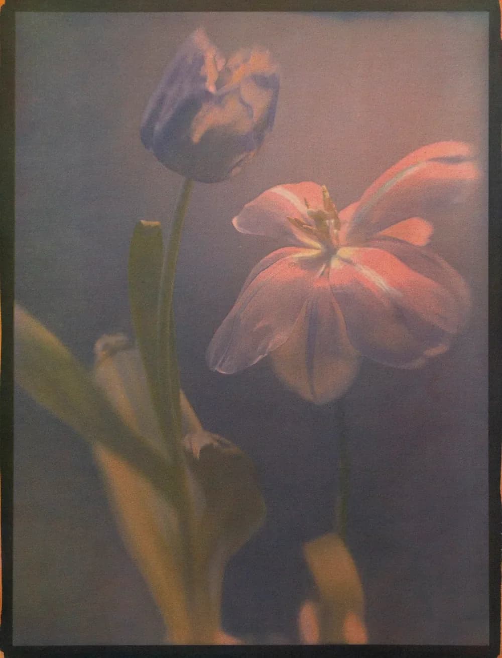 28- Tulips, 2024. Tricolor Gum Bichromate over Cyanotype