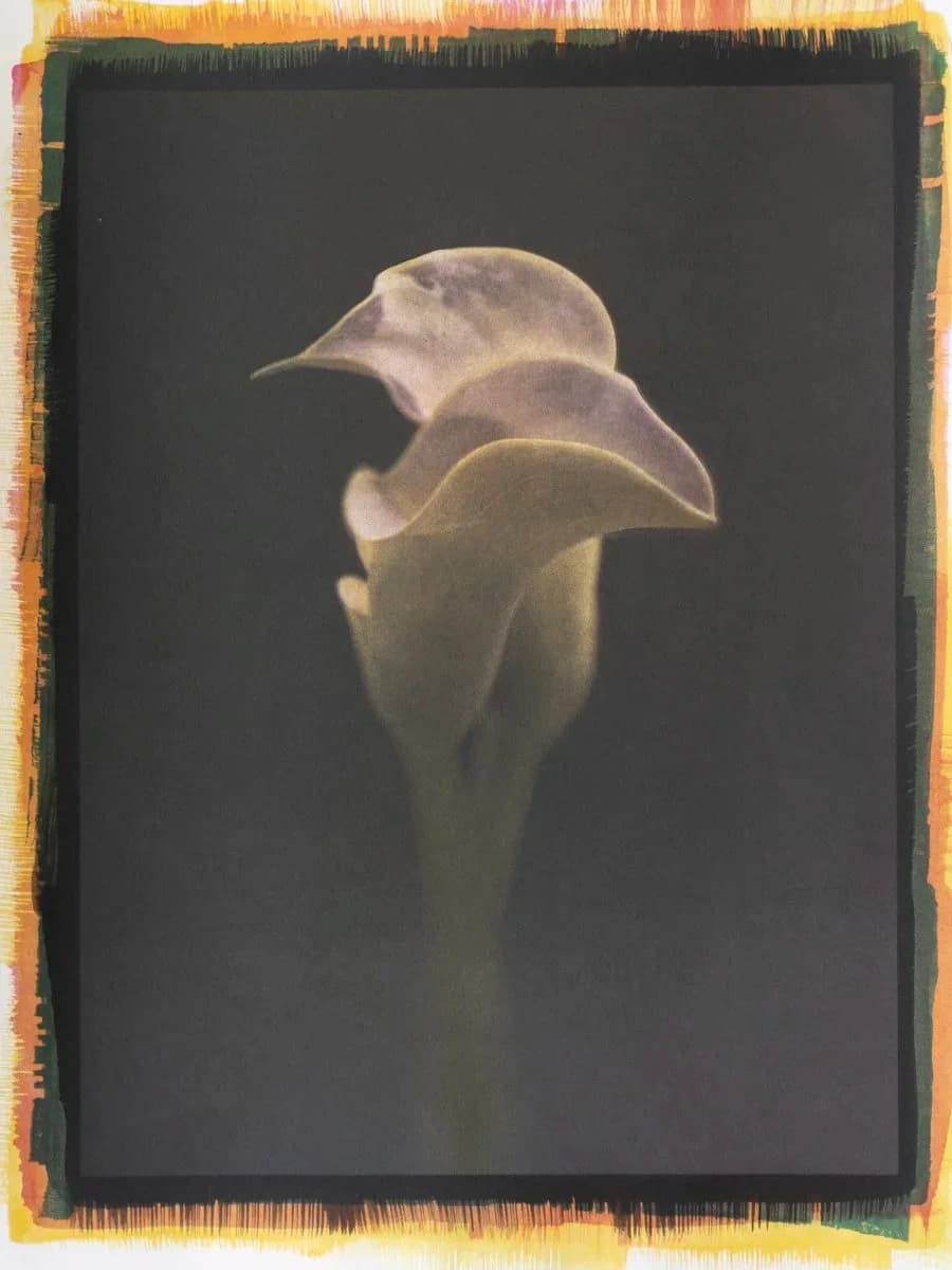 6- Calla Lilies - Tricolor Gum over Ziatype