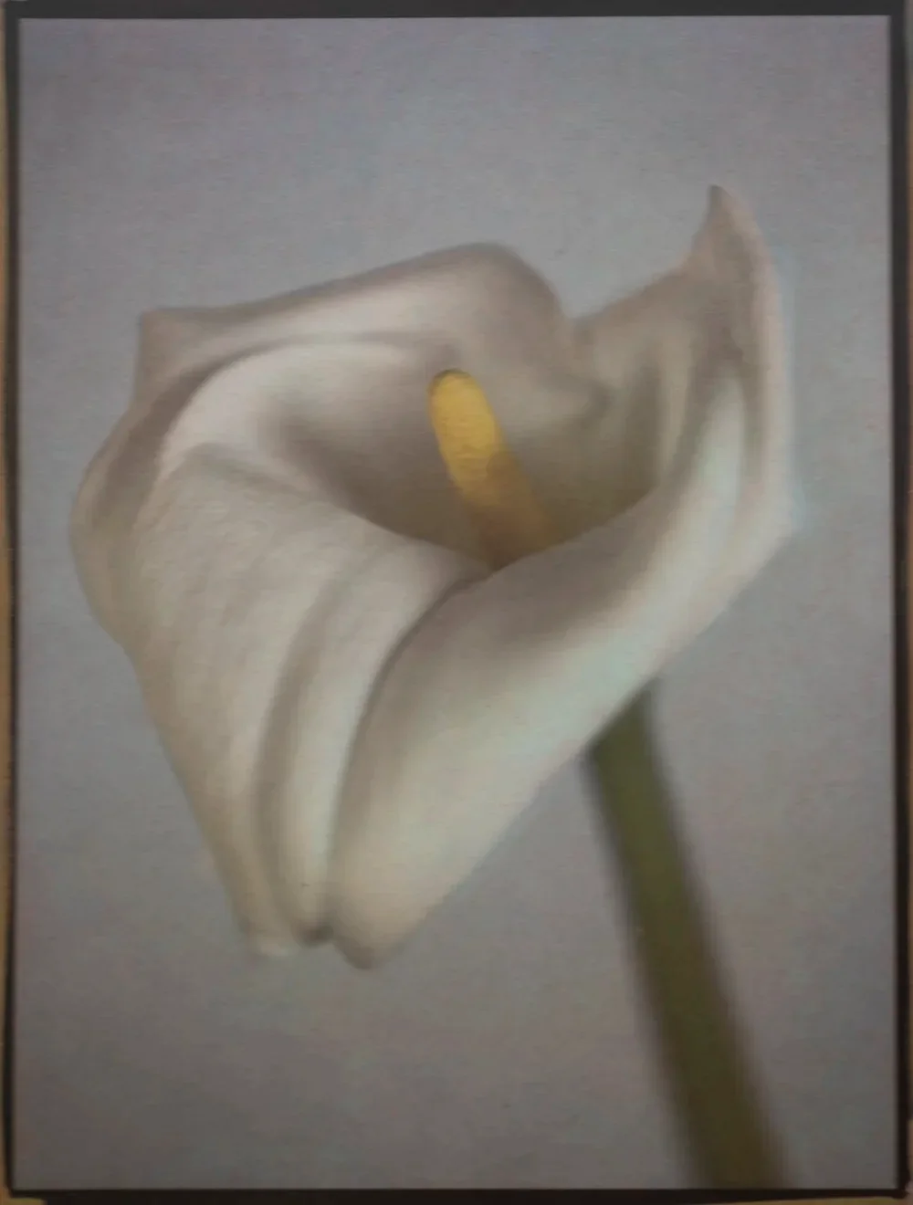 9- Calla, 2024. Tricolor Gum Bichromate over Malde Ware