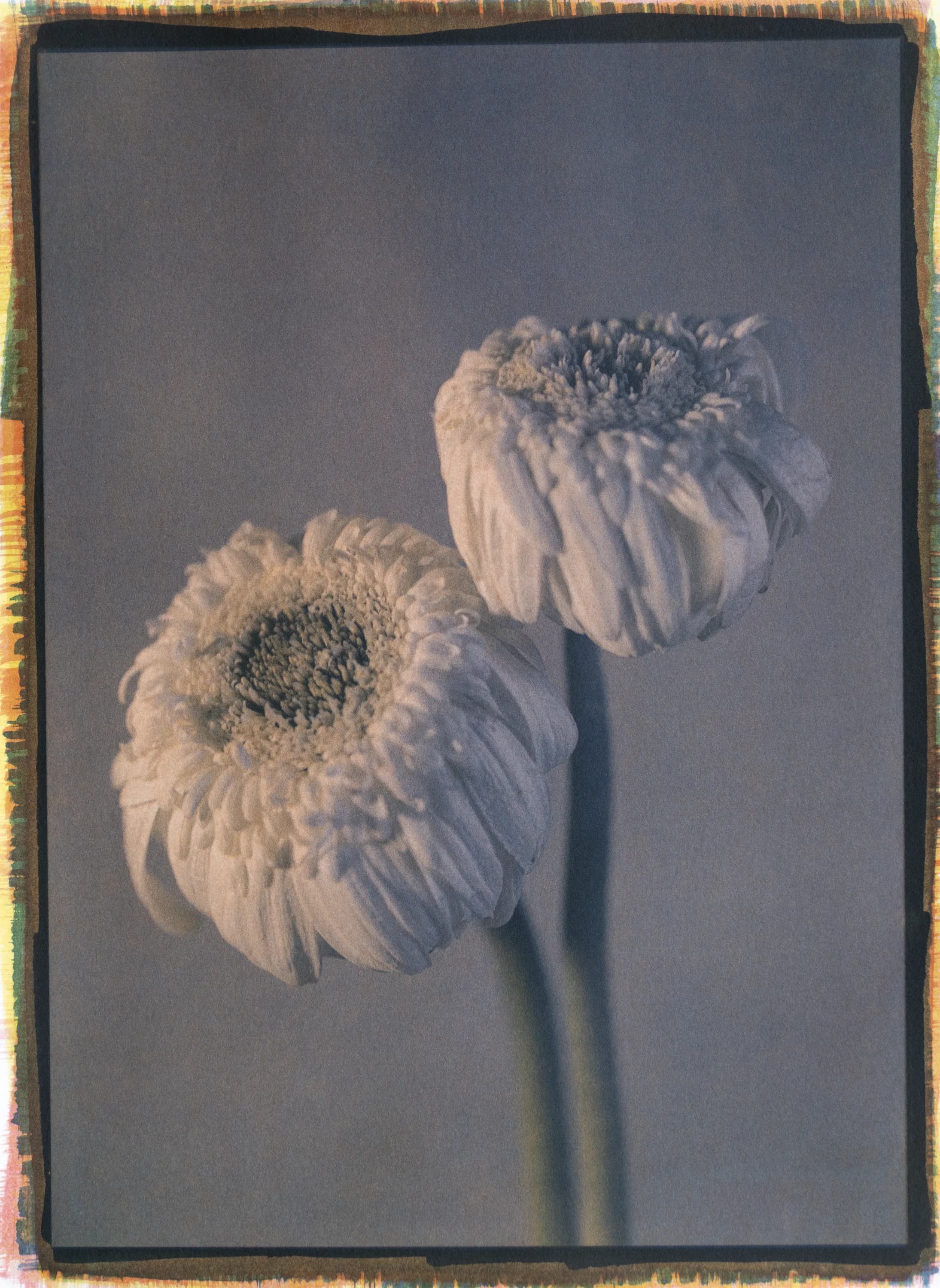 10- White Gerberas - Tricolor Gum over Ziatype