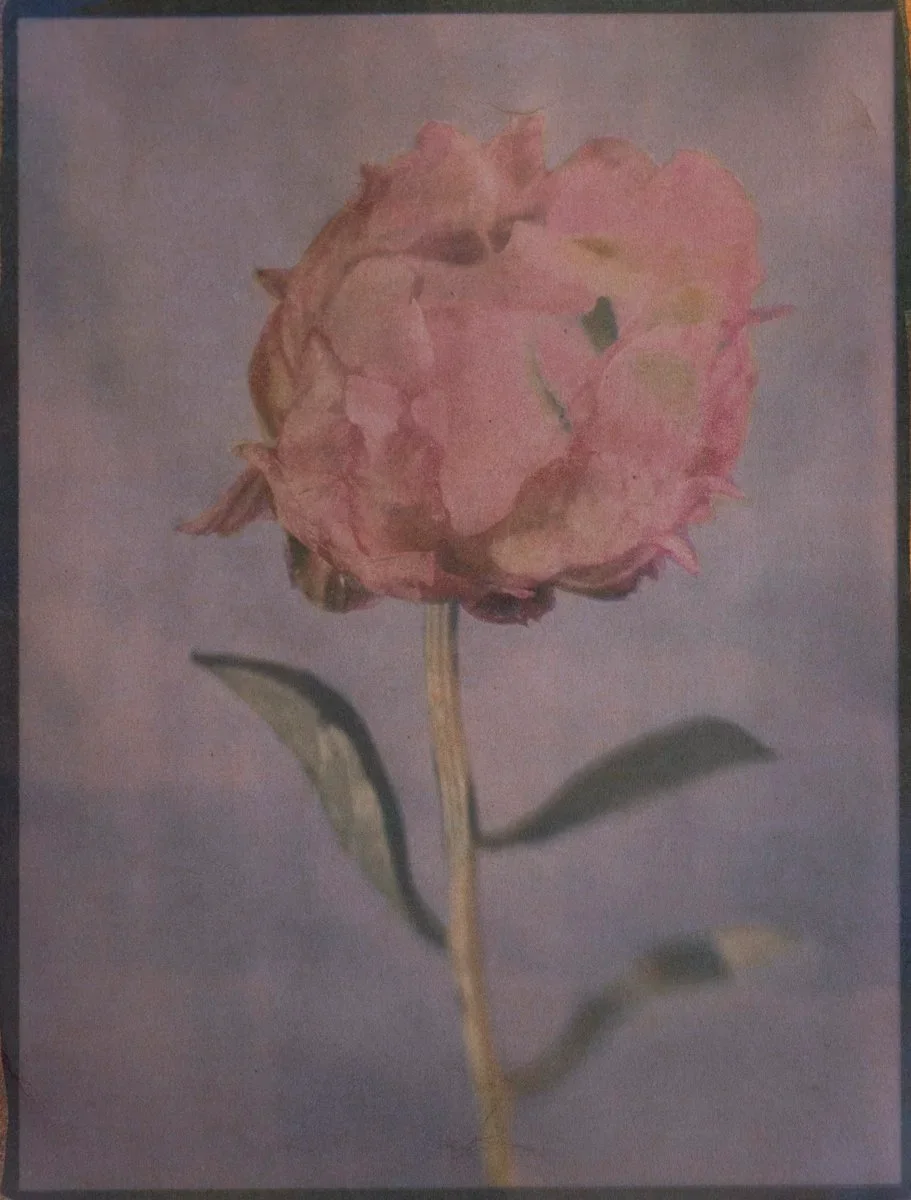 11- Peony - Tricolor Gum Bichromate over Cyanotype