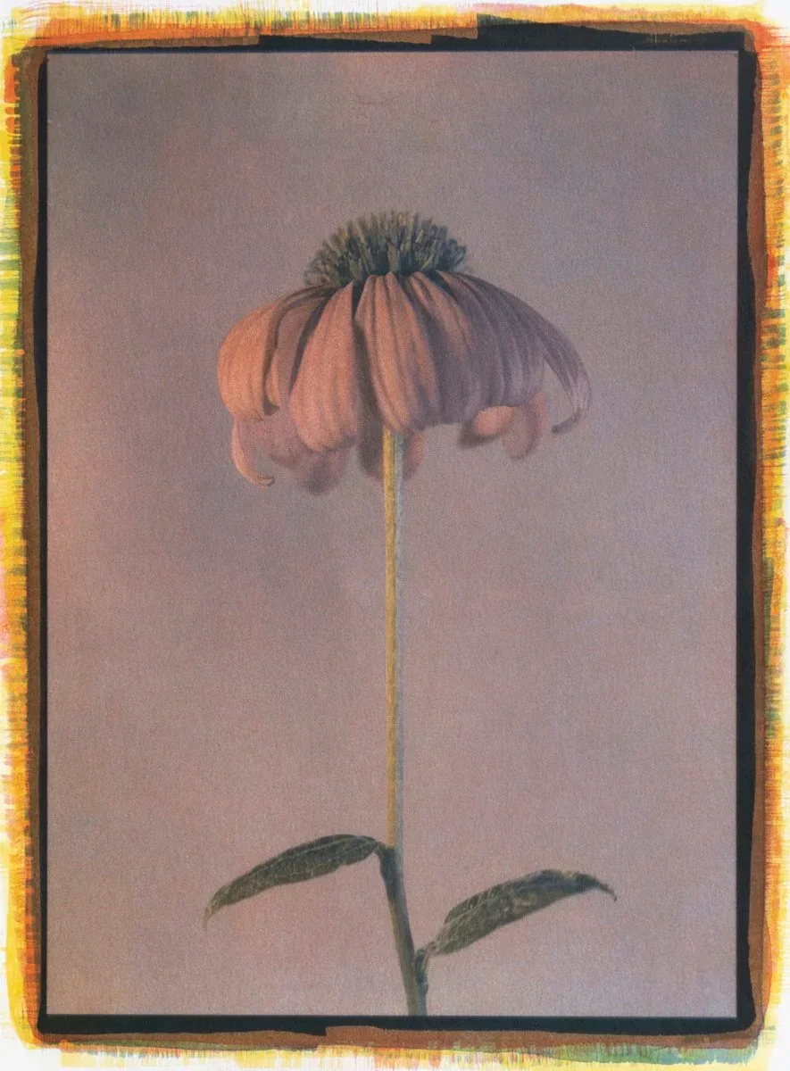 12- Echinacea Purpurea, Tricolor Gum over Cyanotype