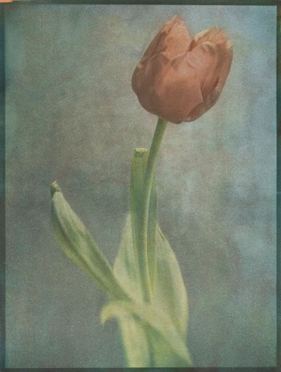13- Tulip #04 - Tricolor Gum Bichromate over Cyanotype