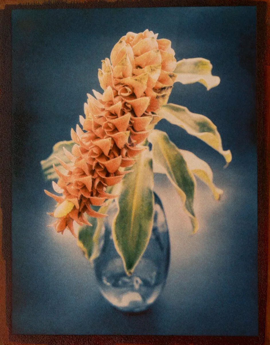 14- Costus Spiralis, Tricolor Gum over Cyanotype