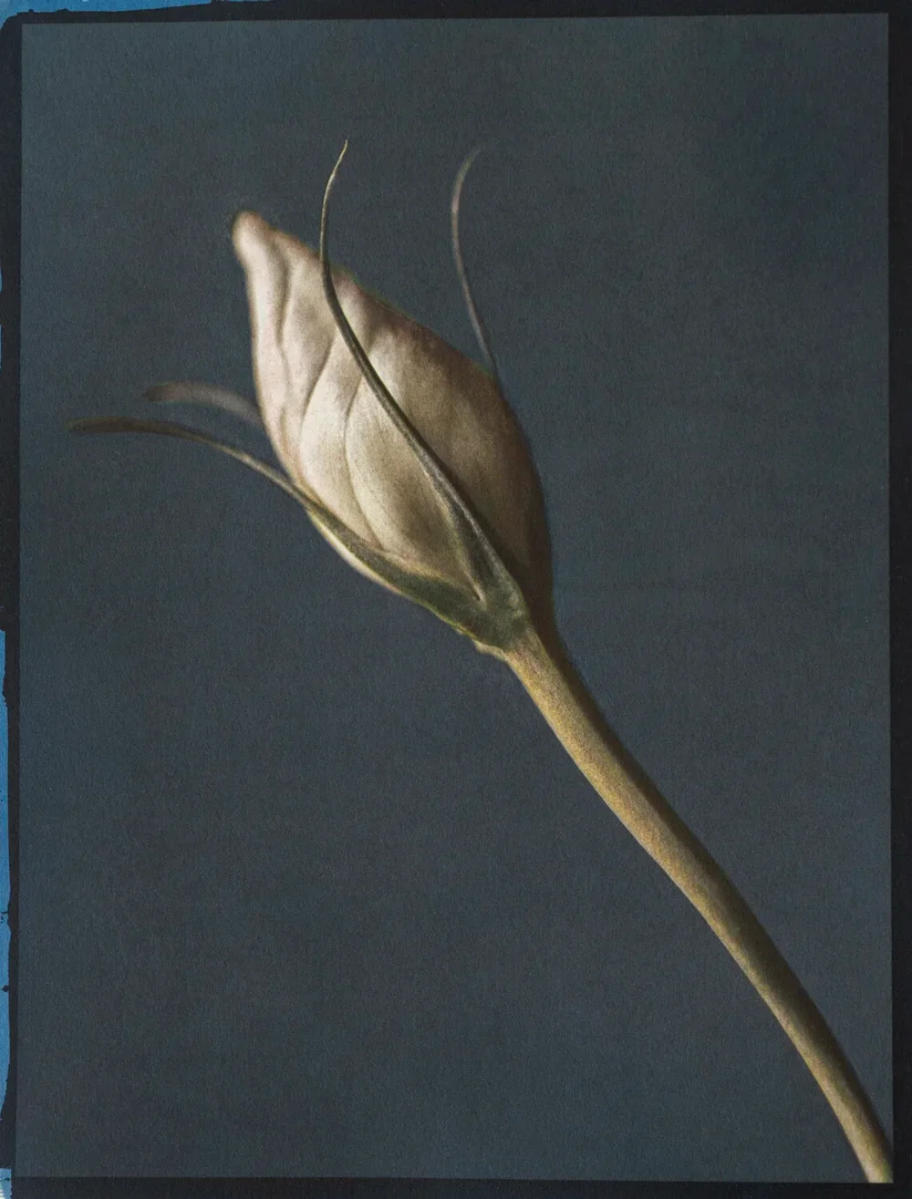 16- Lisianthus Sapling - Tricolor Gum over Ziatype over Cyanotype