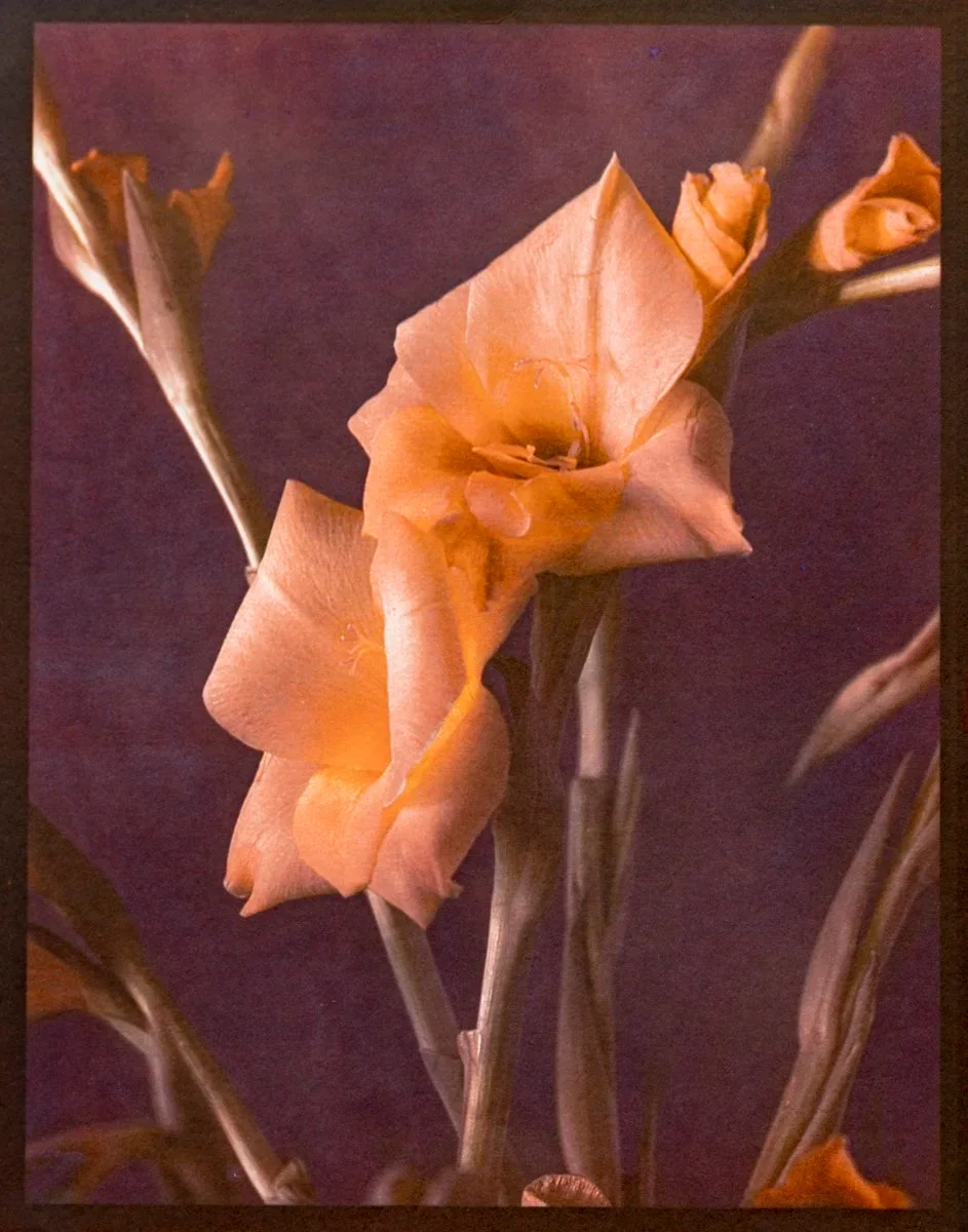 17- Gladiolus - Tricolor Gum Bichromate over Cyanotype