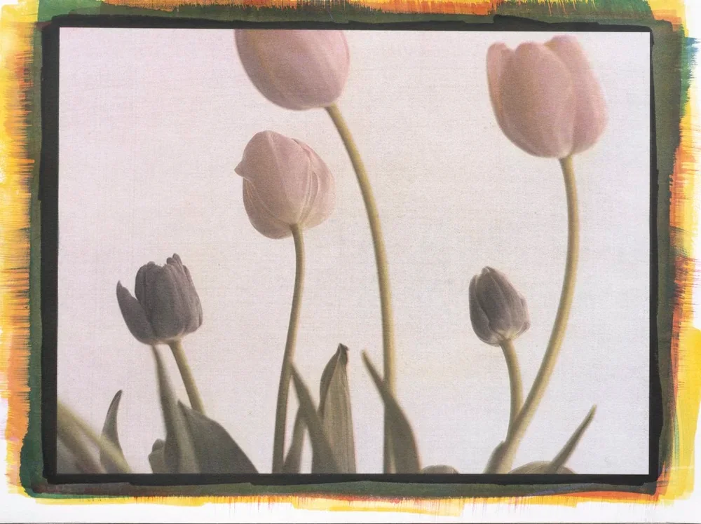 22- Tulips, Tricolor Gum Bichromate over Ziatype