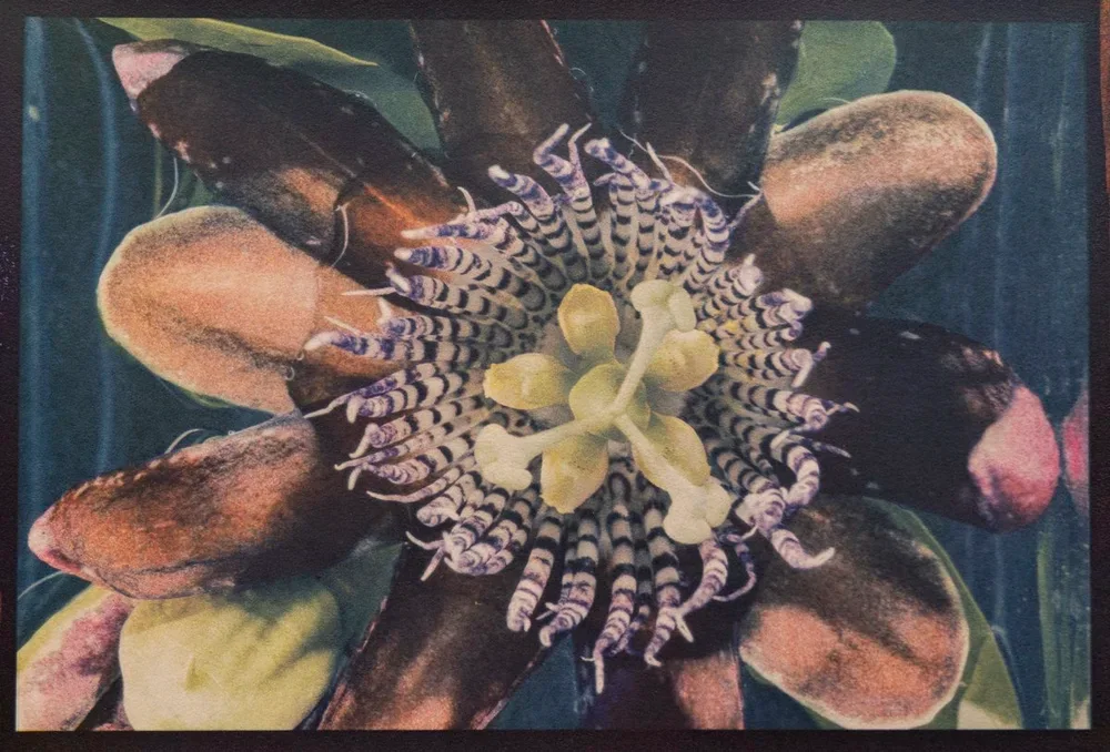 26- Passion flower, 2021. Tricolor Gum Bichromate over Cyanotype