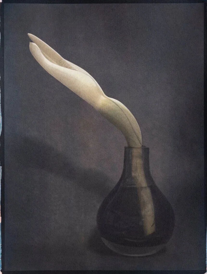 3- Exotic Flower from my garden, Tricolor Gum over Ziatype over Cyanotype