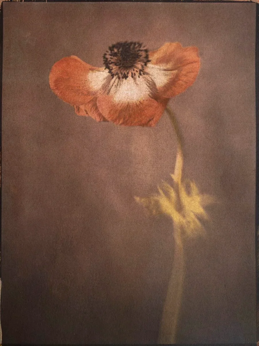 4- Anemone - Tricolor Gum Bichromate over Ziatype over Cyanotype