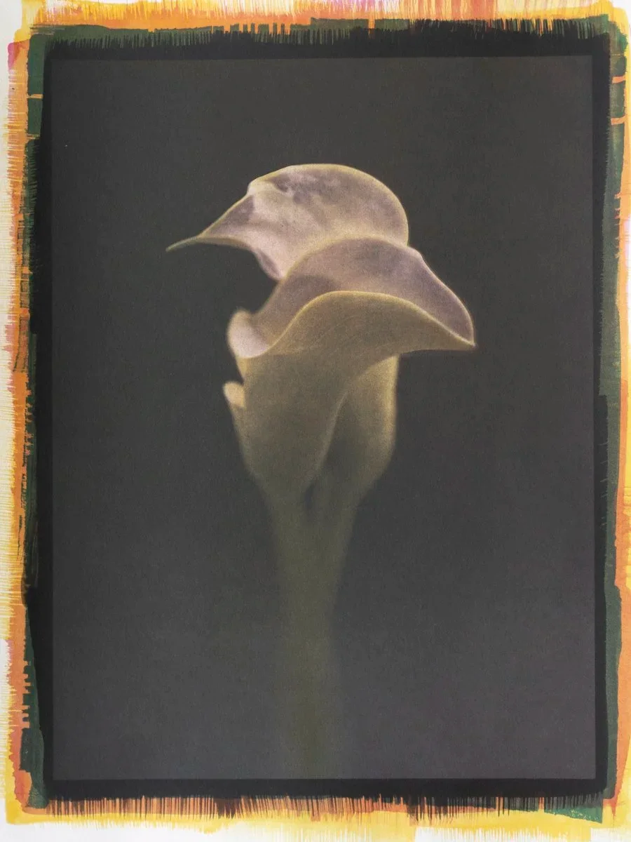 6- Calla Lilies - Tricolor Gum over Ziatype