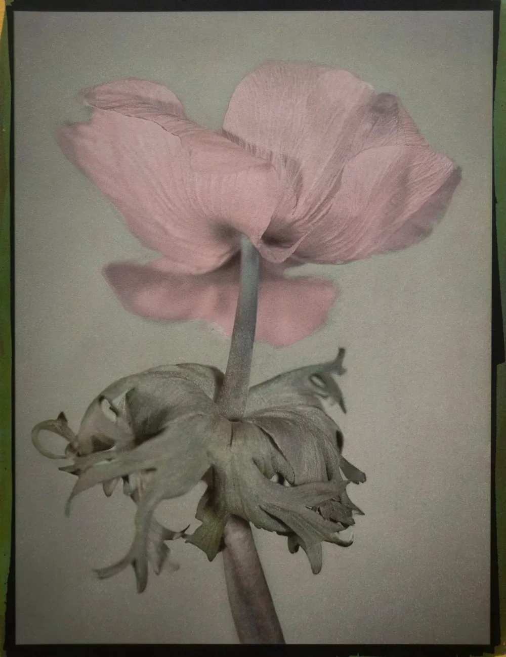 7- Pink Oriental Poppy, Tricolor Gum Bichromate over Cyanotype over Malde Ware