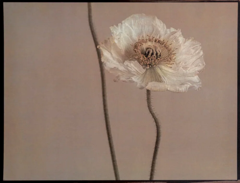 8- Oriental Poppy, 2024, Tricolor Gum Bichromate over Malde Ware